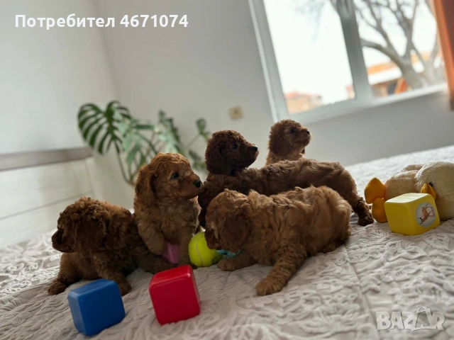 Продавам мини пуделчета , снимка 3 - Пудели - 54058158