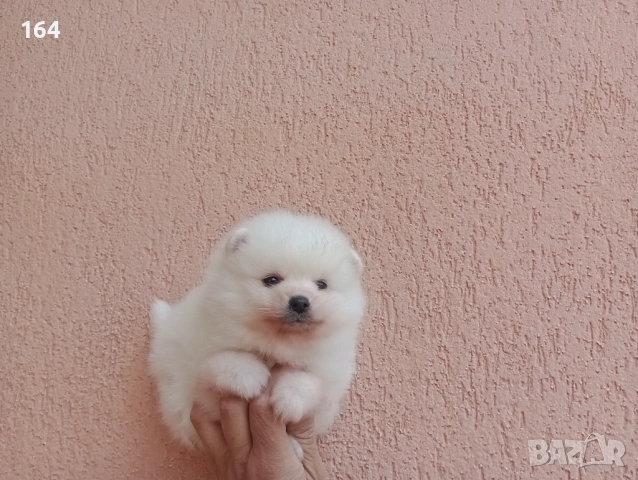 Бели Померани. Различни възрасти!, снимка 7 - Померан - 54135325