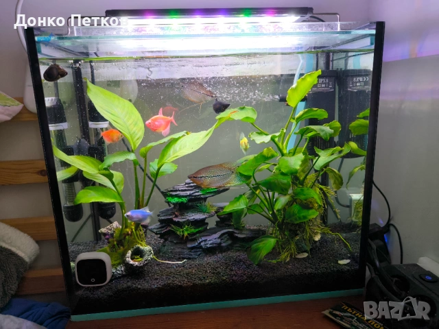 Имам за продаване 2бр. Трихогастери Леери 