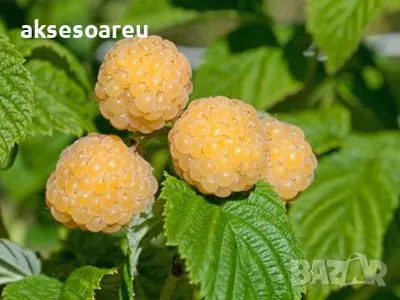 20 качествени Семена от Британска Есенна Златна Малина Златни наситени Сладки Малини от Колумбия, снимка 6 - Сортови семена и луковици - 50221087