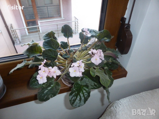 Panasonic Lumix DMC-TZ41   18 МРх, снимка 12 - Фотоапарати - 52736808