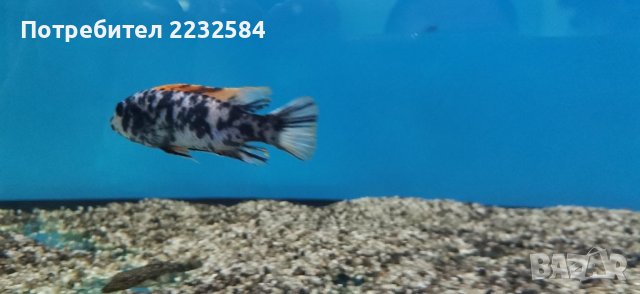 Рибки Африкански цихлиди