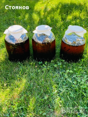 Сироп черен бъз с мед, бъзак с мед, снимка 10 - Други - 51738820