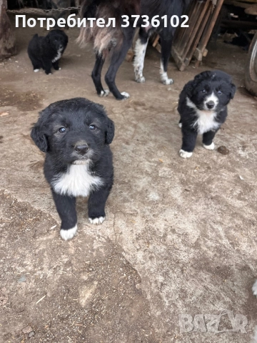 Каракачански Овчарки 