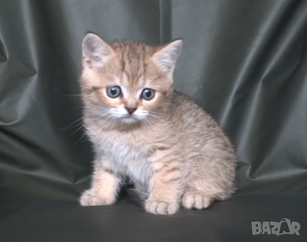 Британски късокосмести котета, снимка 9 - Британска късокосместа - 52373949