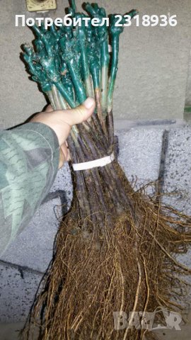 Десертни сортове грозде., снимка 8 - Разсади - 38898244