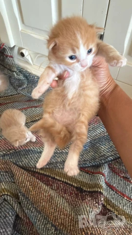 Домашни Полу-Ангорски Котенца + Доставка 60лв, снимка 9 - Ангорски - 40695376