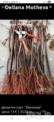 Аватар , Маникюр и Вещични пръсти ,обща заявка (от 3-те сорта по един), снимка 2 - Разсади - 54014164