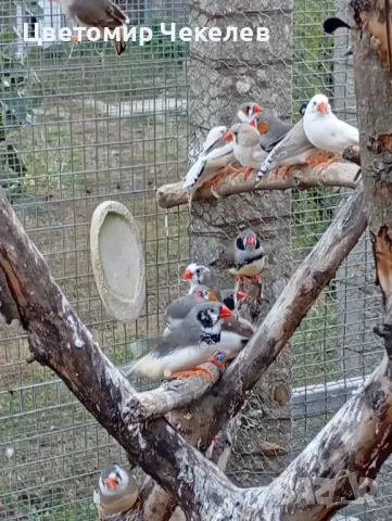 Зеброви амадини(финки), снимка 9 - Амадини - 36593321