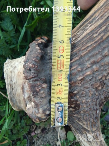 Еленски рог, снимка 3 - Други стоки за дома - 44321518