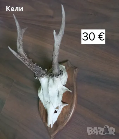 рога на сръндак, снимка 2 - Други - 55577660