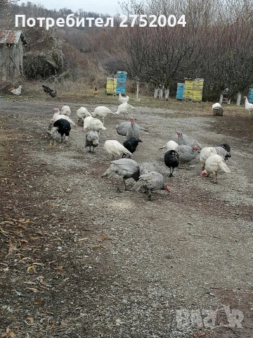 пуйки и пуяци , снимка 9 - Кокошки и пуйки - 52834291