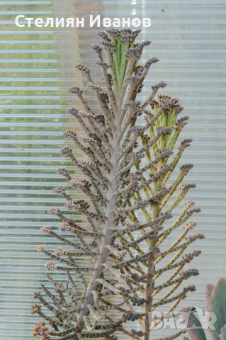 Живораждащо каланхое (Kalanchoe delagoensis), снимка 1 - Стайни растения - 37398219