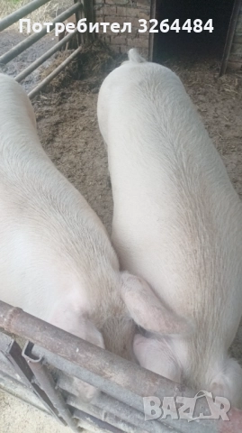 Продавам прасе, снимка 6 - Прасета - 52509264