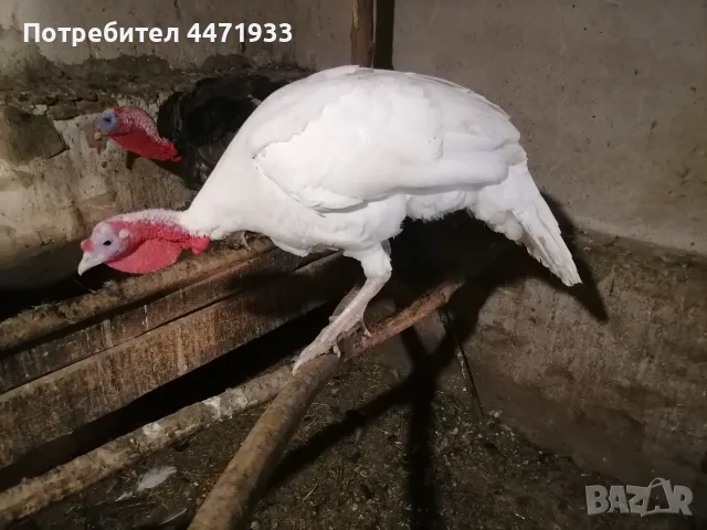 Пуяци и гъски!! 