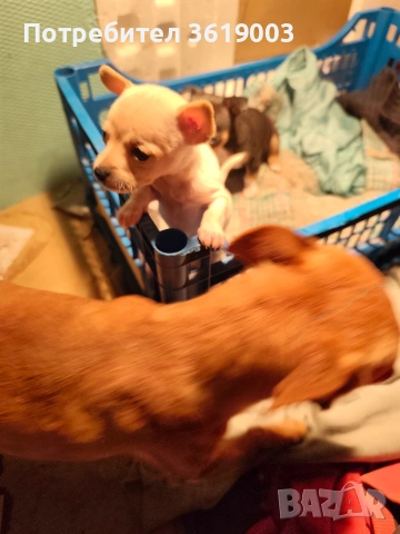 Той пинчер, мини ( джобен ) пинчер , снимка 9 - Пинчер - 53306474