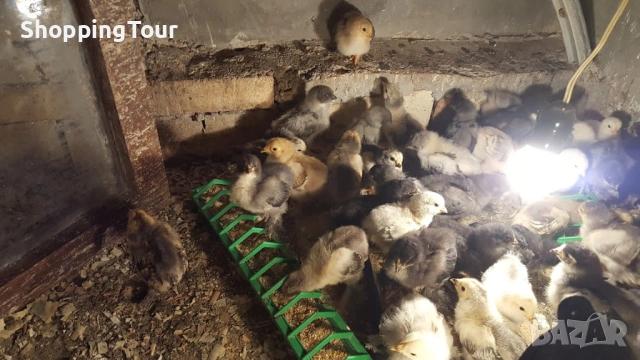 пилета Брами различни разцветки, снимка 3 - Кокошки и пуйки - 54263261