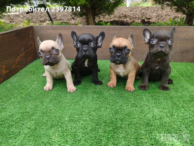 Френски булдог , снимка 12 - Френски булдог - 53832556