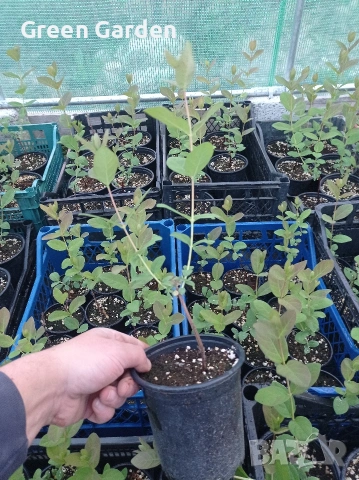 Лоницера Ленинградски гигант , снимка 2 - Градински цветя и растения - 54347048