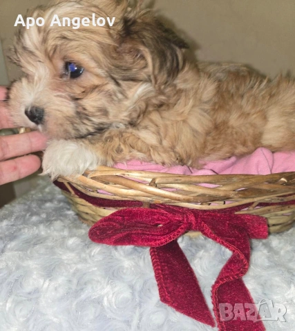 малтийска булонка Йоркширски териер , снимка 4 - Болонка - 54009785