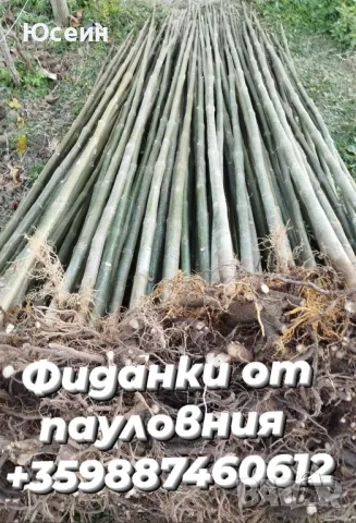 Фиданки от бяла бреза, снимка 4 - Разсади - 49240556