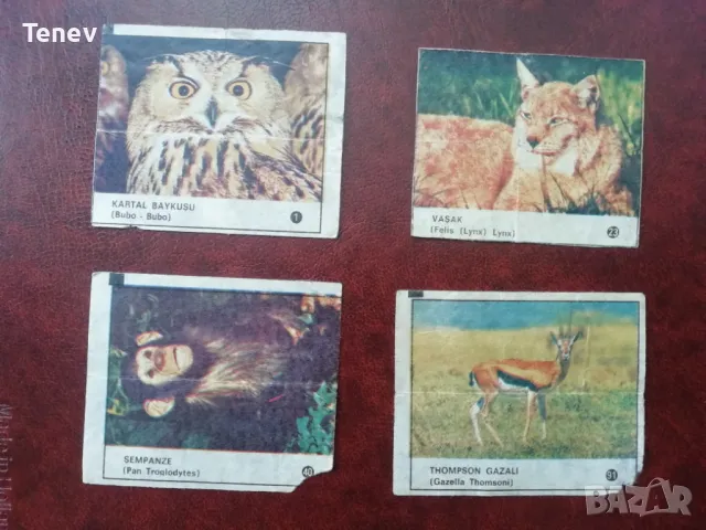 Картинки от дъвки Cin- cin (Vahsi haivanlar) - 2 бр.