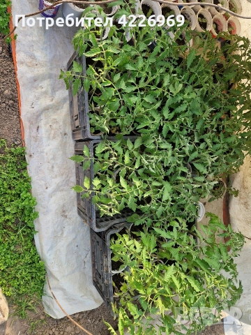 Розови едри домати