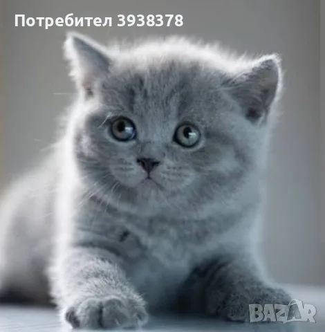 Британско коте женско, снимка 2 - Британска късокосместа - 56274206