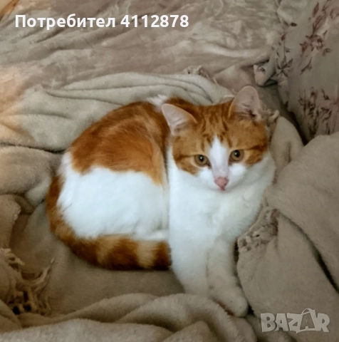 Домашно коте, мъжко 6м., с породисти родители