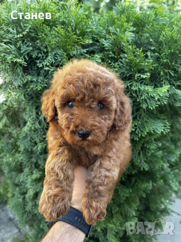 Мини Пудели Момчета и Момичета / Mini Poodle Boys and Girls, снимка 6 - Померан - 55655687