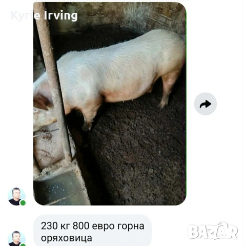 Продавам женско прасе 230кг цена 400 евро 