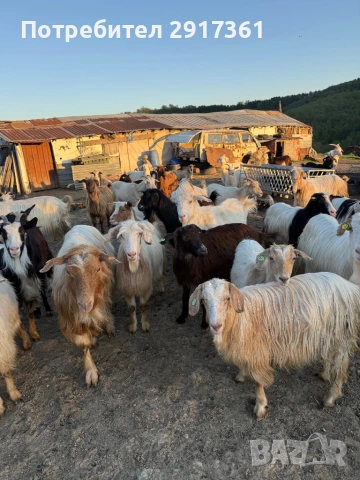 Kozi, снимка 2 - Кози - 54324895