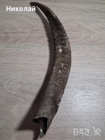 Стар Рог от Коза 