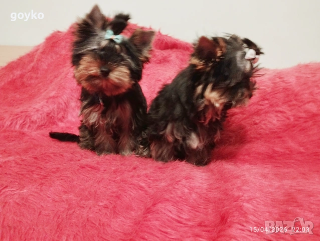 йоркширски териер, снимка 8 - Йоркширски териер - 54209188