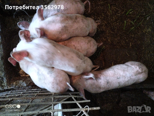 прасенца , снимка 3 - Прасета - 52020221