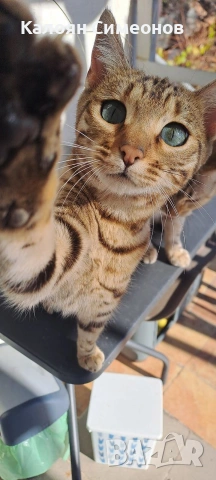 Бенгалски котенца, снимка 1 - Бенгалски - 54357737