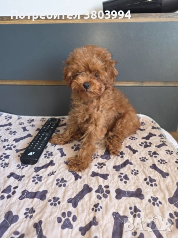 Уникални Той пудел момичета. , снимка 10 - Пудели - 54131488