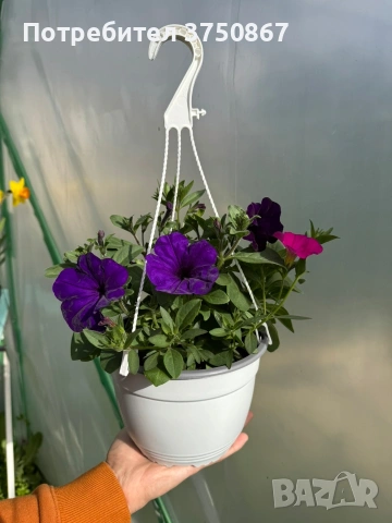 🌸🌿💜 Каскадна Петуния - тройка (The Power Sisters) , снимка 3 - Градински цветя и растения - 54225682