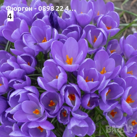  Минзухар - луковици  , снимка 4 - Разсади - 51517262