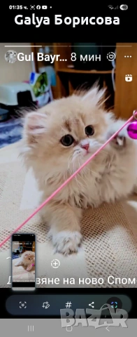 Британска котка  лилаво злато, снимка 7 - Британска късокосместа - 54162057