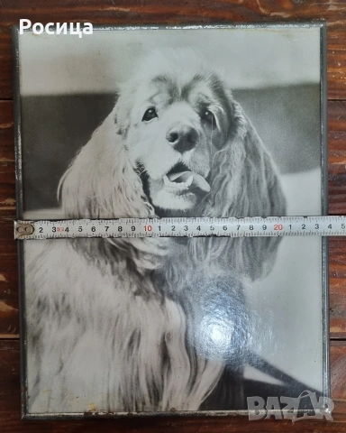 Фотокартина "Я удивлен", снимка 2 - Картини - 54029717