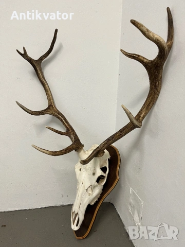 Краси трофей от елен, снимка 2 - Декорация за дома - 54332806