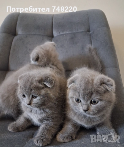 Шотландски клепоухи котета, снимка 6 - Други - 54306641