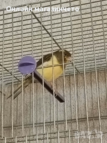 Продавам 5 бр женски канарчета от 2025г., снимка 6 - Канари - 54359980