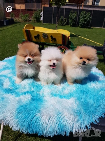 Померан померанчета г. Гр. София, снимка 1