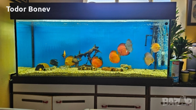 продавам аквариум 300литра, снимка 6 - Аквариуми - 51858737