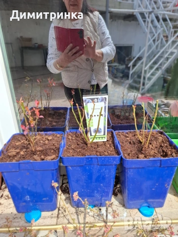 Амер.боровинка БЛУКРОП 3+, снимка 2 - Други - 54180363