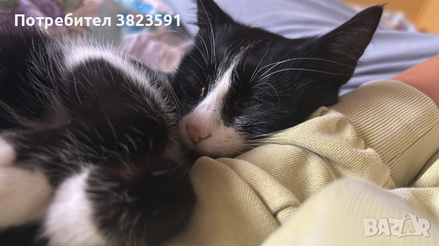 Подарявам мъжkо котенце на 4 месеца - Батман, снимка 6 - Други - 51780705