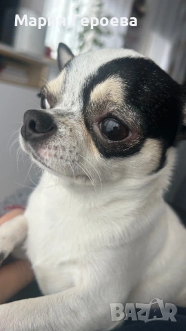 Чихуахуа женско, снимка 6 - Чихуахуа - 53170076