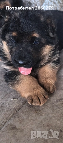 Елитни кучета от елитни родители , снимка 8 - Немска овчарка - 52580499